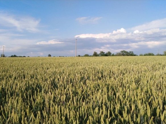 Plac 1,5 hektara,izmedju Topole i Arandjelovca